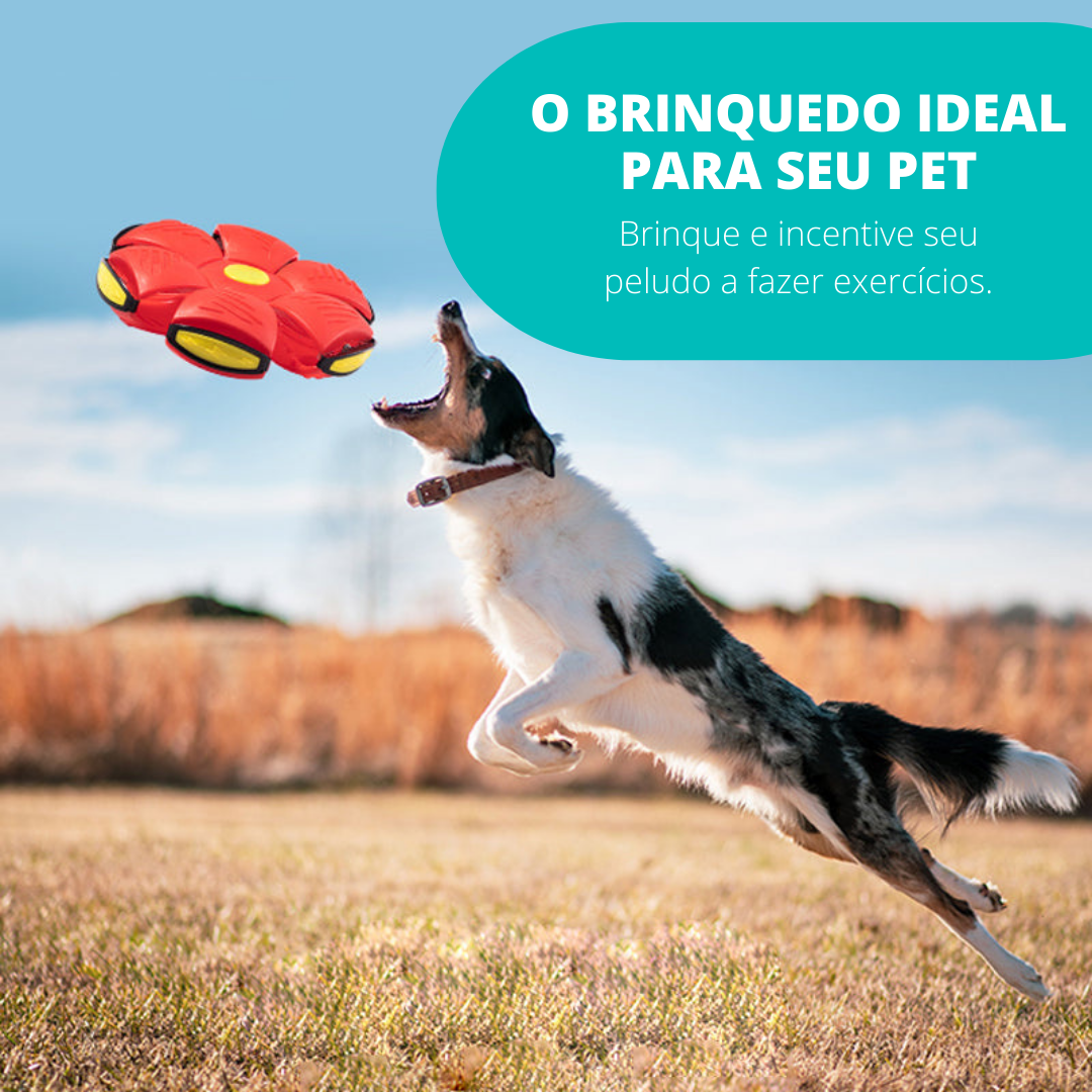 Bola Voadora para Cães e Gatos - 50% de desconto!